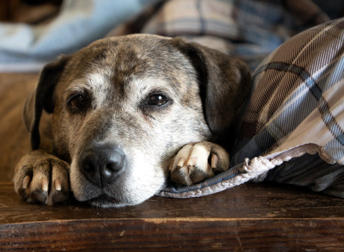 An old dog relaxing
