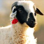 Nepalese sheep with a red pom