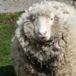 A very wooly sheep.