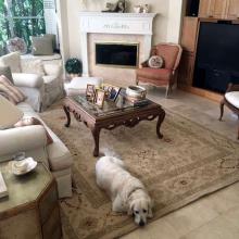 Living room setting on rug with white lab